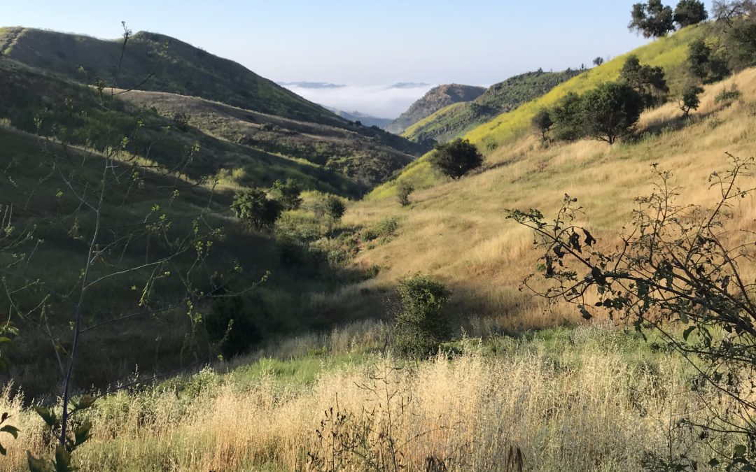 RPL Trail Run and Social