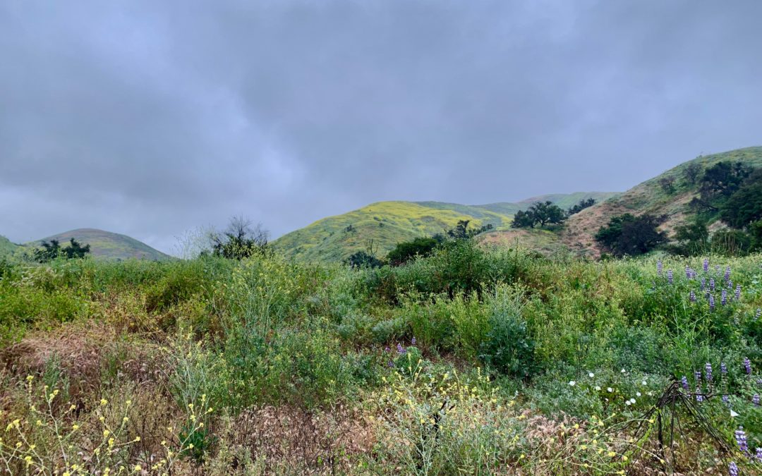 MLK Trail Run and Work Day