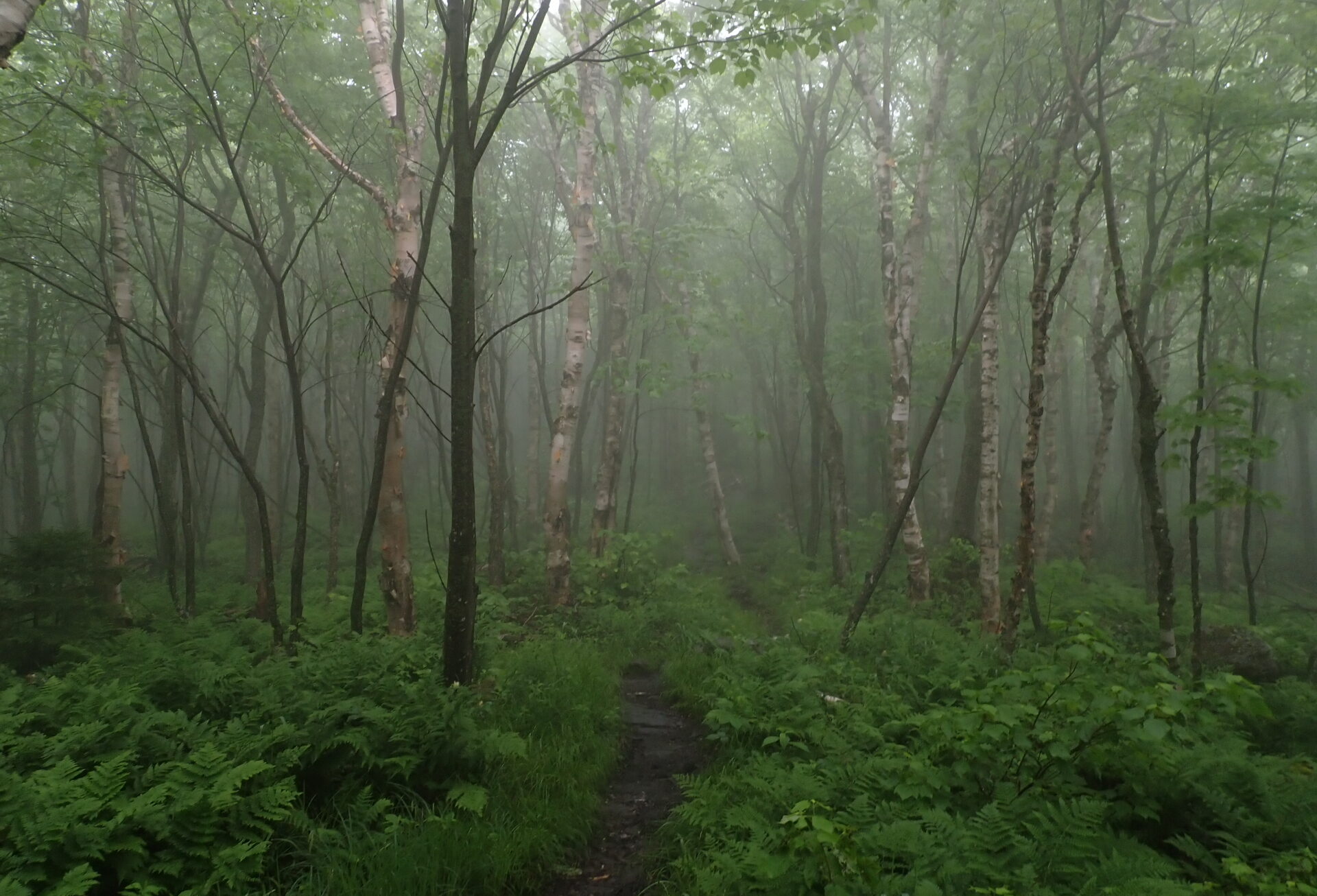Run for Our Lands: One Week on the Appalachian Trail